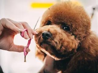 9 Best Dog Grooming Hammocks in 2026 – Reviews & Top Picks