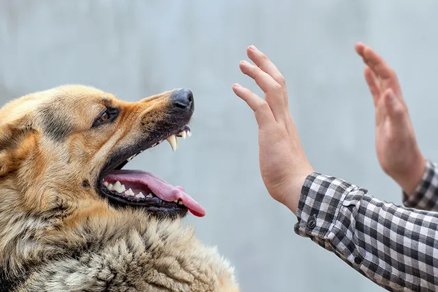 Why Do Dogs Bite? 10 Vet-Verified Reasons & Prevention Tips