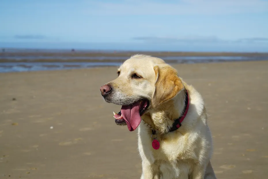 Goldador golden retriever labrador mix