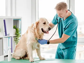 7 Best Dog Foods for Heart Murmurs in 2026 - Top Picks & Reviews
