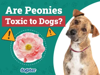 Are Peonies Toxic to Dogs? Vet-Verified Facts, Info & Poison Help