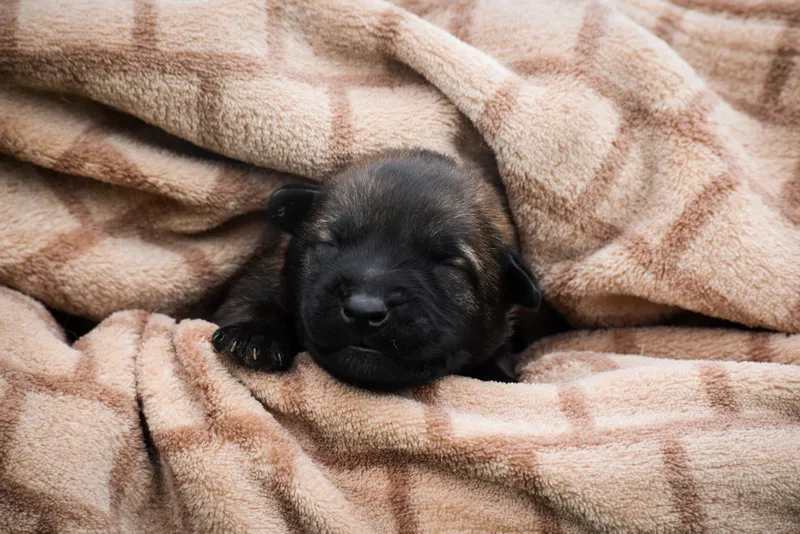 german shepherd belgian shepherd malinois puppy new born with a blanket