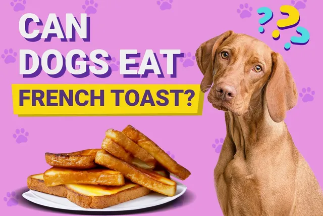 Can Dogs Eat French Toast? Vet-Approved Facts & FAQ