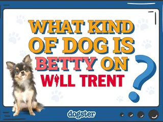 What Kind of Dog Is Betty on Will Trent? Interesting Facts & FAQ