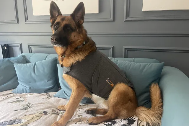 Do Body Wraps Truly Help Dogs With Anxiety? (Vet Answer)
