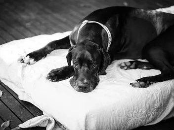 Stomach Tacking in Dogs: Is Gastropexy Good for Preventing Bloat? (Vet Answer)