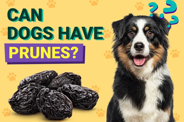 Can Dogs Have Prunes? Vet-Verified Nutrition Facts & FAQ