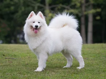 Is a Samoyed Good With Cats? Vet-Verified Facts, Tips & FAQ