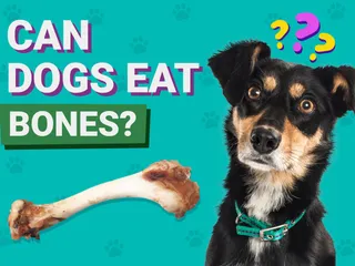 What Kinds of Bones Can Dogs Eat? 3 Vet-Approved Options