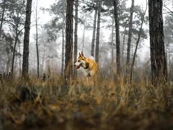 7 Norwegian Dog Breeds: Info, Pictures, Origin & History