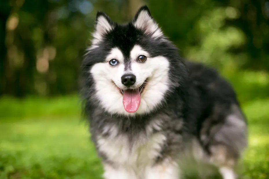 An Alaskan Klee Kai dog with heterochromia, one blue eye and one brown eye