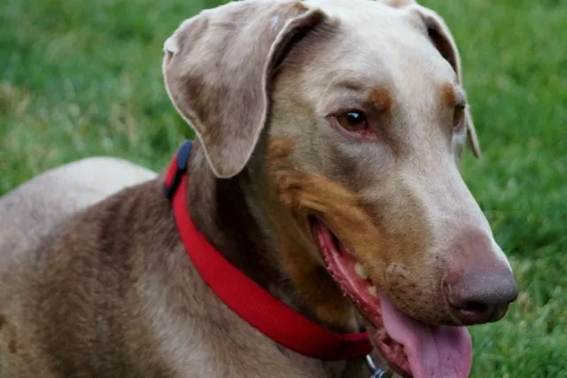 Fawn Doberman Dog Breed: Info, Pictures, Origin & History