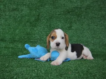 How to Potty Train a Beagle Puppy: 7 Vet-Verified Steps