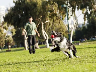 15 Games for Hunting Dogs to Keep Them Engaged