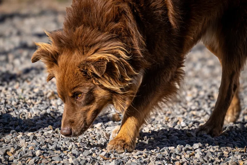 solid-red-australian-shepherd