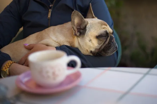 8 French Bulldog Eye Problems: Vet-Reviewed Common Types & Symptoms