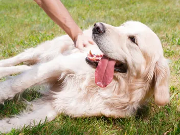 How Long Do Dog Seizures Last? Vet-Reviewed Facts & FAQ