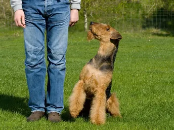 Are Airedale Terriers Good Guard Dogs? Vet-Reviewed History, Instinct & Intelligence
