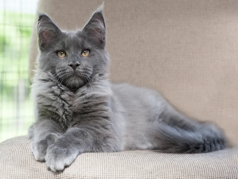 smokey-grey-maine-coon-laying-on-a-chair