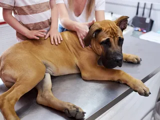 Fungal Infections in Dogs: Signs, Causes & Treatment (Vet Answer)