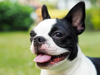 Boston Terrier Pregnancy: A Week-by-Week Guide & Vet Approved Advice