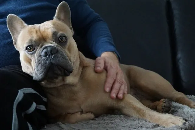 How to Keep Your Dog Calm When Guests Arrive (10 Vet-Approved Tips)