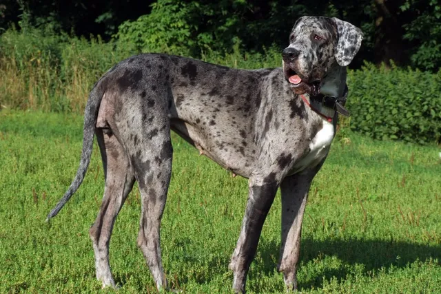 Are Great Danes Hunting Dogs Traditionally? History & Temperament