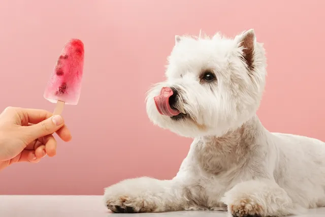 My Dog Ate a Popsicle Stick: Potential Risks, Signs & Next Steps (Vet Answer)