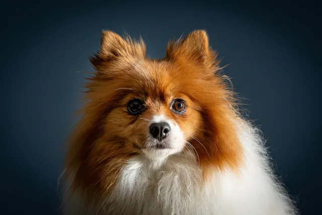 German Spitz Dog Breed: Info, Pictures, Care & More