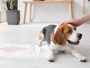 Can I Leave My Beagle Alone in the House? Breed Temperament & Tips