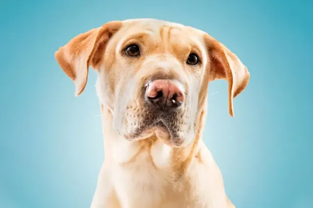 Shar Pei Lab Mix: Info, Pictures, Care & Traits
