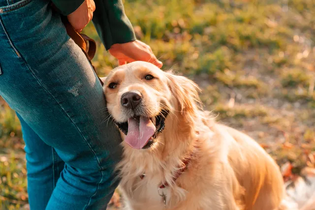 Why Is the Golden Retriever So Popular? 10 Main Reasons