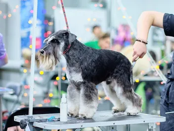 How to Groom a Miniature Schnauzer (7 Vet-Approved Tips)