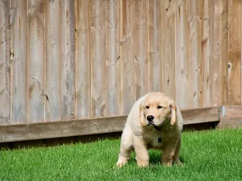 How to Potty Train a Puppy With a Bell: 10 Vet Approved Tips