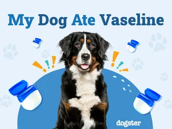My Dog Ate Vaseline: When to Worry & Vet-Approved Advice
