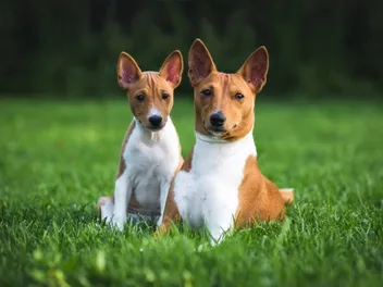 7 Great Off-Leash Dog Parks in Lexington, KY (2026 Update)