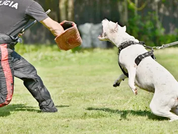 How Strong Is a Dogo Argentino’s Bite Force? PSI Measurements & Facts