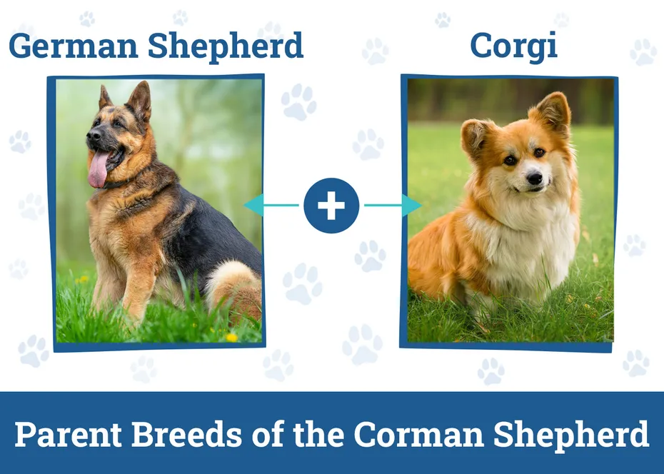 Parent Breeds of the Corman Shepherd