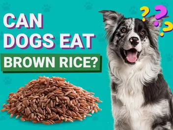 Can Dogs Eat Brown Rice? Vet-Approved Facts & FAQ