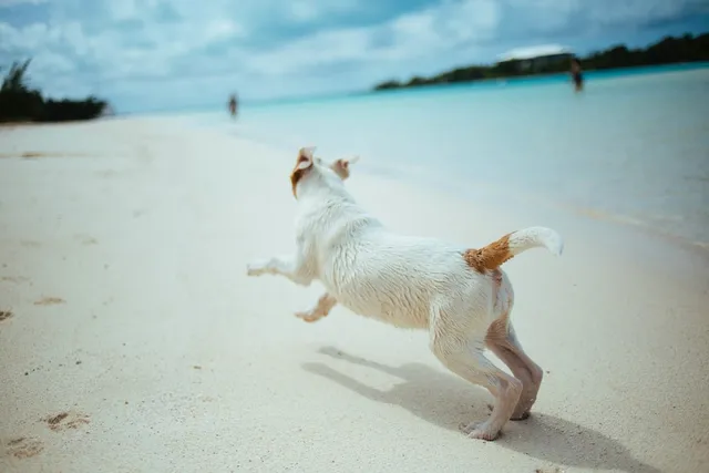 Top 10 Dog-Friendly Beaches in Oahu in 2026: Off & On Leash Places to Go