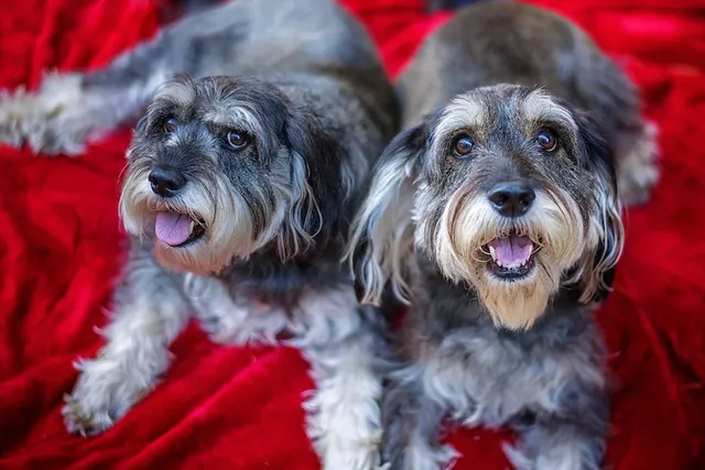 Breeding Father to Daughter Dogs: Vet-Reviewed Risks, Ethics, Consequences & FAQ