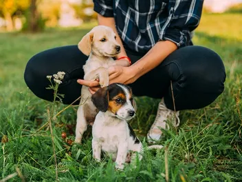 7 Possible Issues With Adopting Two Puppies at the Same Time: The Difficulties Explained