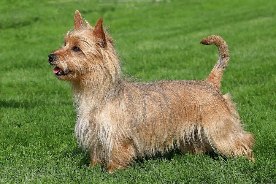 Australian Terrier