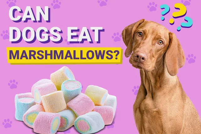 Can Dogs Eat Marshmallows? Vet-Verified Risks & FAQ