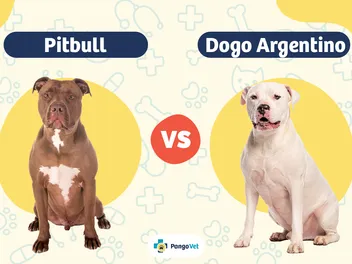 Pitbull vs Dogo Argentino: The Differences (With Pictures)