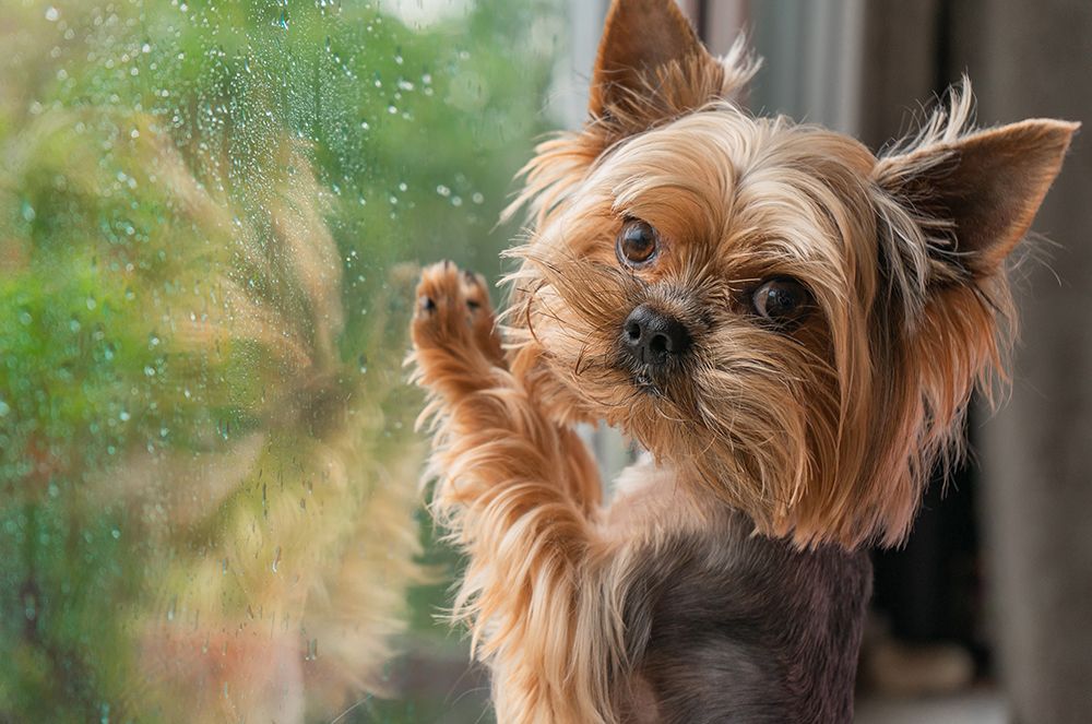 yorkshire terrier dog looking out the window