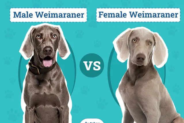 Male vs Female Weimaraners: Vet-Verified Differences (With Info & Pictures)