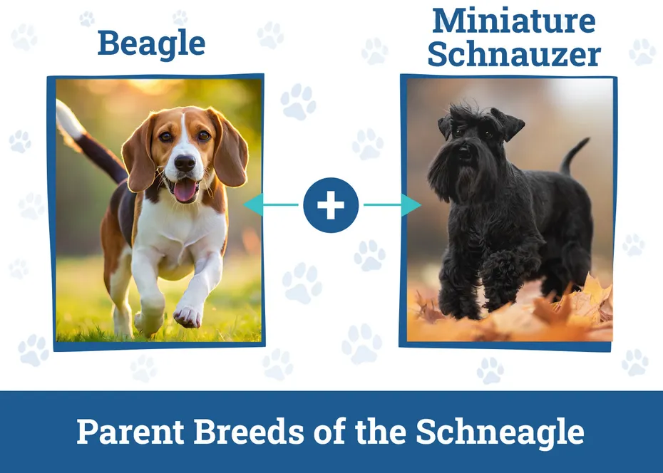 Parent Breeds of the Schneagle