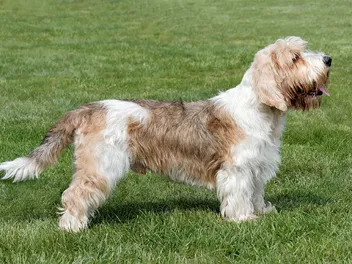 Petit Basset Griffon Vendeen: Info, Pictures, Care & Traits