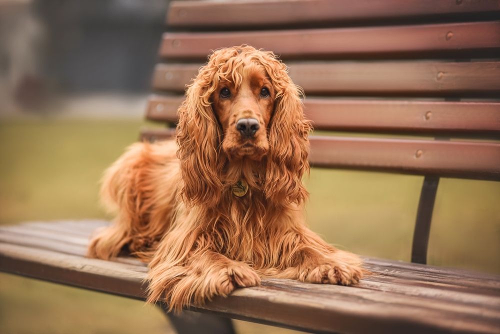 english cocker spaniel lying on a bench outdoors